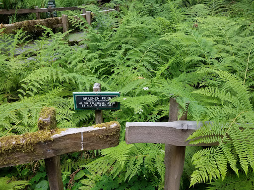 Tourist Attraction «Prehistoric Gardens», reviews and photos, 36848 US-101, Port Orford, OR 97465, USA