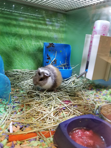 Pet Supply Store «PetSmart», reviews and photos, 1160 Stafford Market Pl, Stafford, VA 22556, USA