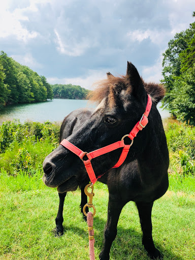 Theme Park «LanierWorld», reviews and photos, 7000 Lanier Islands Pkwy, Buford, GA 30518, USA