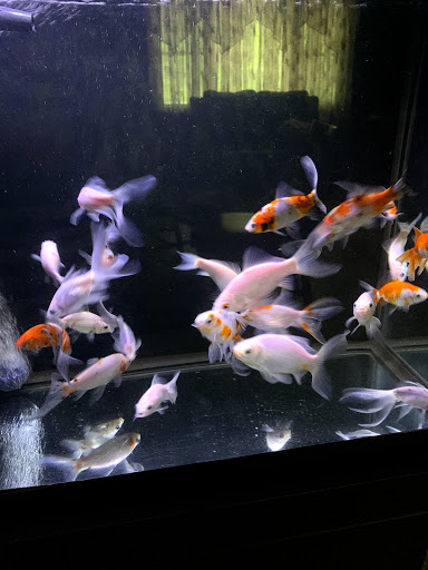 Pond Fish Supplier «The Funky Koi. Pet, Pond, Water Garden, Equine and Farm Supplies», reviews and photos, 41 Porter St, Berkley, MA 02779, USA