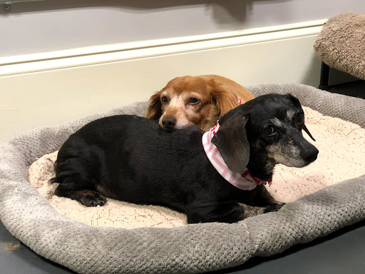 Pet Groomer «The Fetch House», reviews and photos, 130 W Washington St, Madison, GA 30650, USA