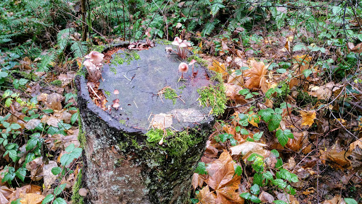 Nature Preserve «Lowami Hart Woods Natural Area», reviews and photos, 14895 SW Hart Rd, Beaverton, OR 97007, USA