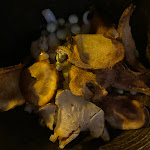 Photo n°3 de l'avis de Fabiana.u fait le 21/08/2021 à 07:48 sur le  Tavernetta Maria Callas à Sirmione