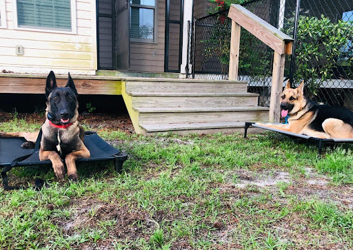 Georgia Pine K9 Dog Training