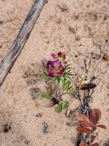 Tourist Attraction «Dune Climb», reviews and photos, 6748 S Dune Hwy, Glen Arbor, MI 49636, USA