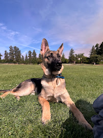 White German Shepherd’s Of Arctic Manor LLC - Photo 5 - Car repair in Yuba City, CA, Yuba City