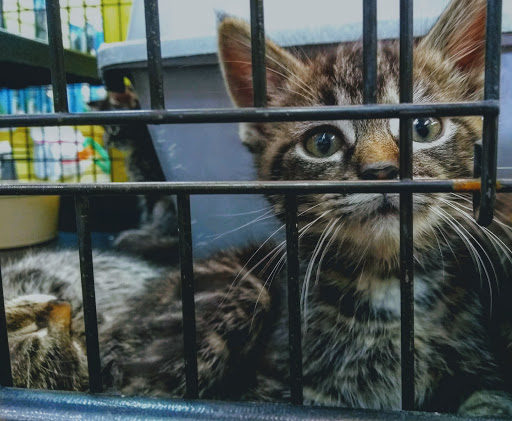 Pet Store «Hutch Pet Shop», reviews and photos, 103 Lake St, Kent, OH 44240, USA