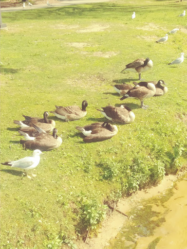 Nature Preserve «For-Mar Nature Preserve & Arboretum», reviews and photos, 2142 N Genesee Rd, Burton, MI 48509, USA