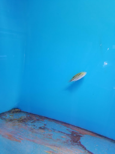 Pet Store «D D Fish & Pets», reviews and photos, 2413 S Fairview St, Santa Ana, CA 92704, USA