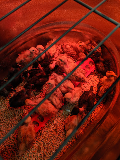 Animal Feed Store «Wilco Farm Store», reviews and photos, 1905 NE Four Acre Pl, Corvallis, OR 97330, USA