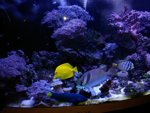 Tropical Fish Store «Blakes Aqua Den LLC», reviews and photos, 1263 E Main St, Meriden, CT 06450, USA