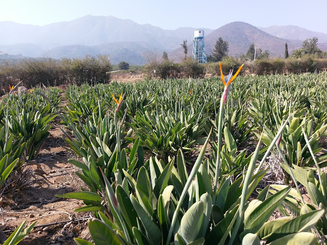 Tecnoflor Chile