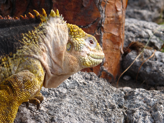 Galapagos Outdoors LLC - Puerto Ayora