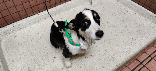 Pet Supply Store «Pet Food Express», reviews and photos, 2531 Fair Oaks Blvd, Sacramento, CA 95825, USA