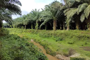 Khadim Palm Forest image