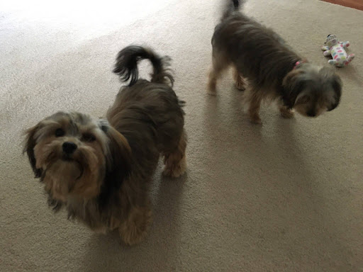 Pet Supply Store «PetSmart», reviews and photos, 4749 Valley View Blvd NW, Roanoke, VA 24012, USA