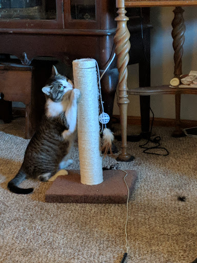 Pet Supply Store «PetSmart», reviews and photos, 2727 Iowa St e, Lawrence, KS 66046, USA