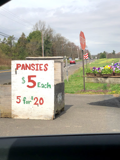 Produce Market «Solly Brothers», reviews and photos, 707 Almshouse Rd, Warminster, PA 18974, USA