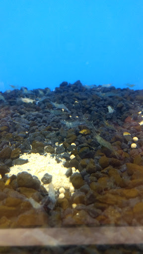 Pet Supply Store «Pet Supplies Plus», reviews and photos, 345 Willow Bend, Crystal, MN 55428, USA