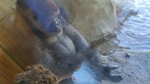 Amusement Park «Como Town», reviews and photos, 1301 Midway Pkwy, St Paul, MN 55103, USA