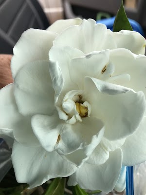 Genuine From Hawaii - photo 11