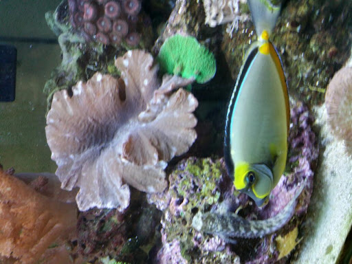 Pet Supply Store «Petco Animal Supplies», reviews and photos, 4820 South Baldwin Road #3B, Orion Township, MI 48359, USA