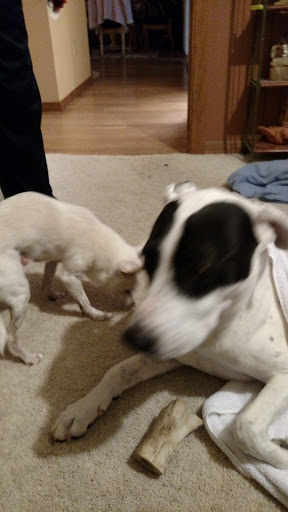 Pet Supply Store «Petco Animal Supplies», reviews and photos, 9480 W Northern Ave, Glendale, AZ 85305, USA