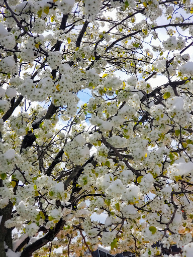 Home Improvement Store «The Home Depot», reviews and photos, 2100 Elmwood Ave, Buffalo, NY 14207, USA