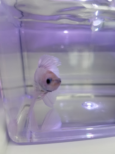 Pet Supply Store «Pet Supermarket», reviews and photos, 5325 US-19, New Port Richey, FL 34652, USA