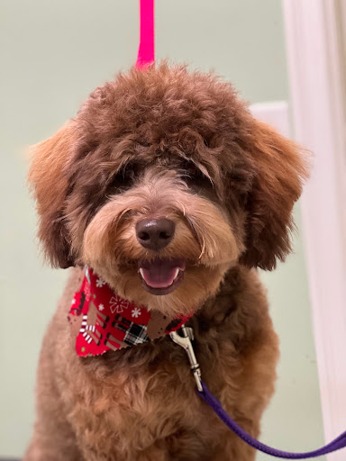 Pet Groomer «Doggie Style Bowtique», reviews and photos, 1713 Westport Rd, Kansas City, MO 64111, USA