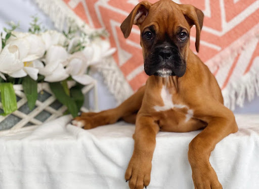 Dog Breeder «Playful Pets», reviews and photos, 115 Ridge Pike, Conshohocken, PA 19428, USA