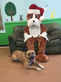 Paws Pet Resort - Photo 4 - Car repair in Williamsburg, VA, Newport News