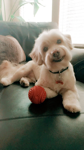 Pet Supply Store «PetSmart», reviews and photos, 2800 TX-121, Euless, TX 76039, USA