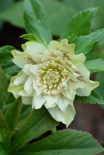 Nature Preserve «Creasey Mahan Nature Preserve», reviews and photos, 12501 Harmony Landing Rd, Goshen, KY 40026, USA