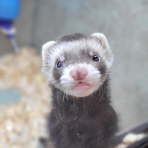 Pet Store «PV Pets», reviews and photos, 233 S Broadway, Pennsville, NJ 08070, USA