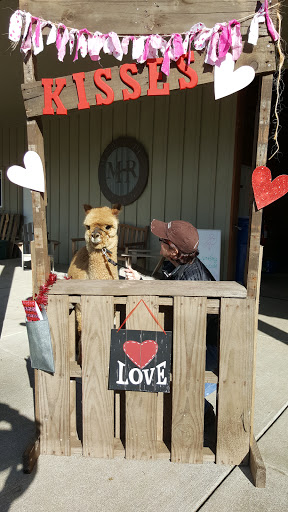 Livestock Breeder «Alpacas at Marquam Hill Ranch», reviews and photos, 35835 OR-213, Molalla, OR 97038, USA