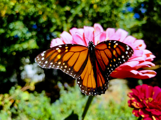 Park «Walter Reed Community Center», reviews and photos, 2909 16th St S, Arlington, VA 22204, USA