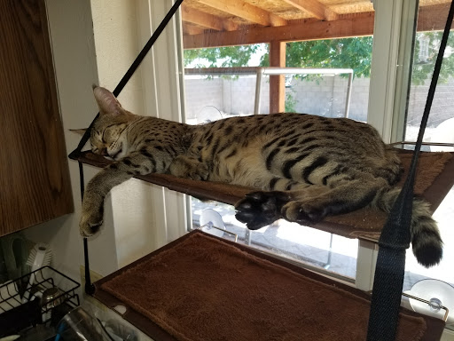 Pet Supply Store «Bark Avenue Pet Supply», reviews and photos, 3109 E McKellips Rd, Mesa, AZ 85213, USA