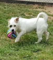 CAMP HAPPY HOUND - Photo 3 - Car repair in Concord, NC, Concord