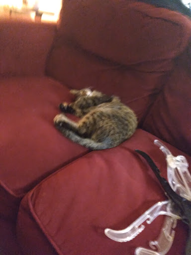 Pet Supply Store «PetSmart», reviews and photos, 420 Consumer Square, Mays Landing, NJ 08330, USA