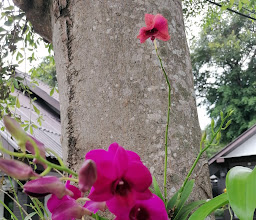 Sea Breeze Bungalows photo