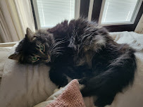 A Case For Tails Pet Sitting - Photo 2 - Car repair in , Tampa