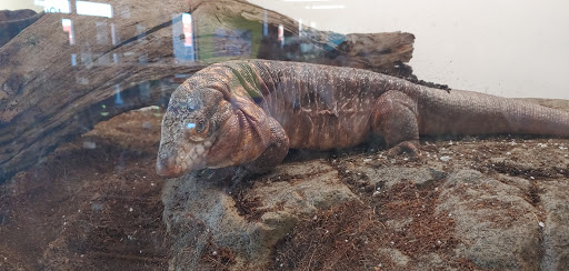 Pet Store «Tye-Dyed Iguana - Reptiles», reviews and photos, 1905 W U.S. 50, Fairview Heights, IL 62208, USA