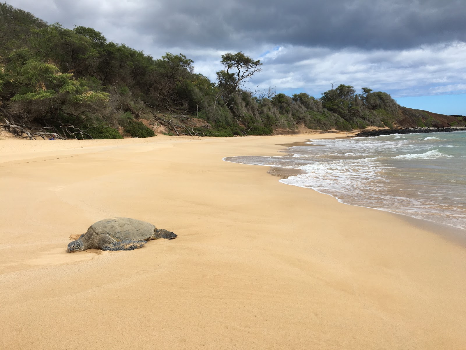 Little Beach'in fotoğrafı uçurumlarla desteklenmiş