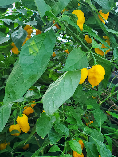 Florist «Little Brook Orchids», reviews and photos, 25 Rider Ave, Lancaster, PA 17603, USA