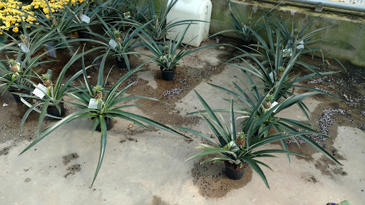 Garden Center «Blooms at Belle Mead», reviews and photos, 1980 US-206, Belle Mead, NJ 08502, USA