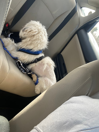 Pet Supply Store «Petco Animal Supplies», reviews and photos, 339 Pompton Ave, Verona, NJ 07044, USA