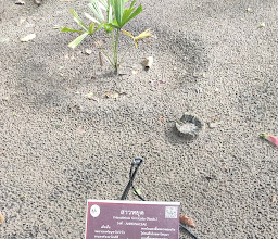 Phe Arboretum photo