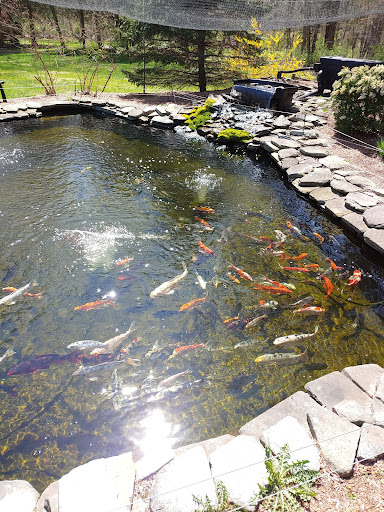 Pond Fish Supplier «The Funky Koi. Pet, Pond, Water Garden, Equine and Farm Supplies», reviews and photos, 41 Porter St, Berkley, MA 02779, USA