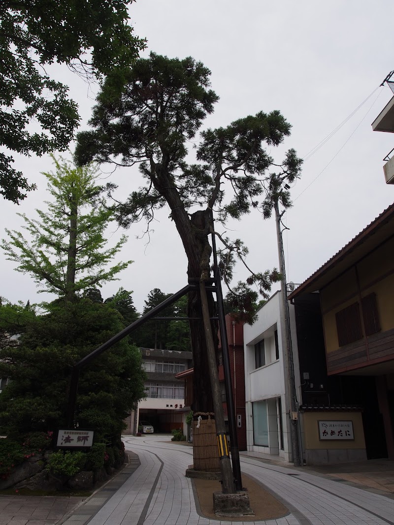 黄門杉 石川県小松市 史跡 グルコミ